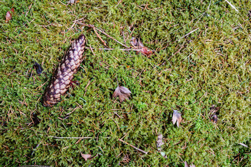 Fir cone on a moss