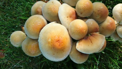 Mushrooms with drops of dew