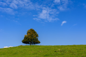 Einsamkeit - alleinstehender Baum auf dem Berg