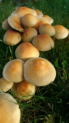 Mushrooms in meadow 