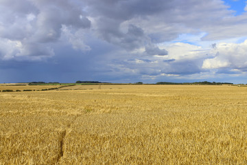 barley fields and tyre tracks