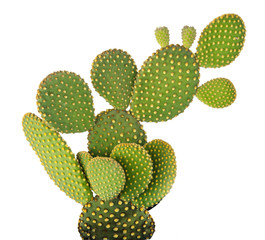 Opuntia-cactus die op witte achtergrond wordt geïsoleerd