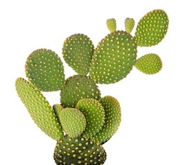 Deurstickers Cactus Opuntia-cactus die op witte achtergrond wordt geïsoleerd