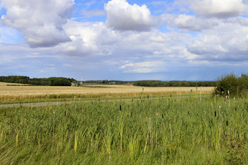 bullrushes and barley