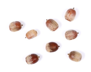 Acorns, nuts isolated on white background