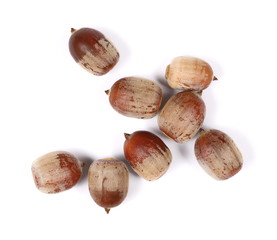 Acorns, nuts isolated on white background