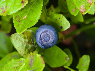 ripe wild blueberry macro on a bush, selective focus, shallow DOF