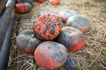 Soft focus with some pumpkin with hay for Fall decoration at market place