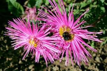 a bumblebee sitting on pink aster flower