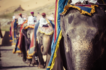 Obraz premium Decorated elephants in Jaleb Chowk in Amber Fort in Jaipur, India.
