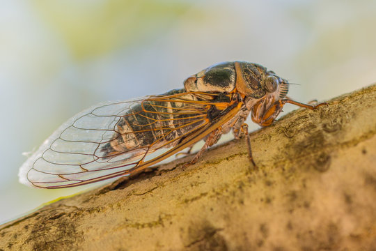 New Forest Cicada