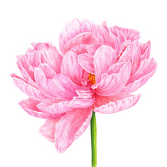 Watercolor pink peony. Botanical art. Template for a business card, banner, poster, notebook, cosmetics, perfume, greeting card or wedding invitation