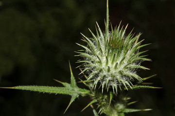 Blütenkopf einer Klettenpflanze, Arctium tomentosum