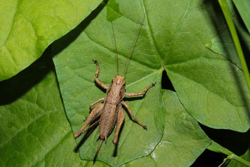Heuschrecke Strauchschrecke, Pholidoptera griseoaptera