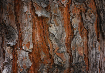 Rough Textured Bark of a Pine Tree