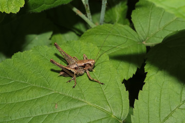 Heuschrecke Strauchschrecke, Pholidoptera griseoaptera