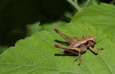 Heuschrecke Strauchschrecke, Pholidoptera griseoaptera