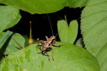 Heuschrecke Strauchschrecke, Pholidoptera griseoaptera