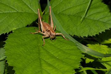 Heuschrecke Strauchschrecke, Pholidoptera griseoaptera