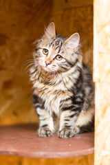 Kitten of the breed Kurilian Bobtail