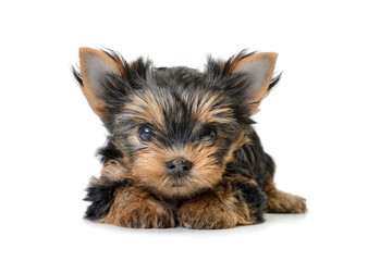 yorkshire terrier dog isolated on white