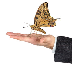 butterfly in hands