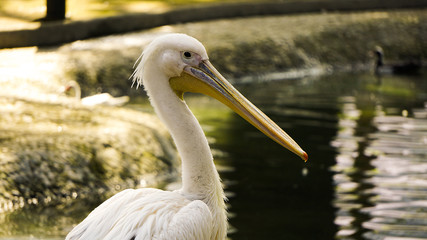 Pelican's head and neck, in sunny day, with water background, macro view