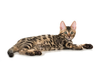Bengalkatze
