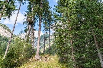 Fototapeta premium Hochsitz in einem Wald, Österreich
