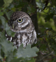 the Owl in the Oak