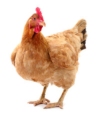 Brown hen isolated.