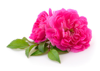 Beautiful pink roses.