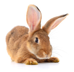 Obraz premium Brown rabbit on white.