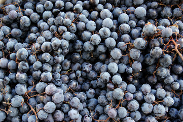 A lot of ripe black grapes