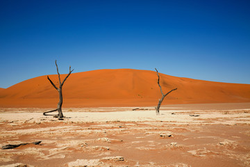 dead lei in Sossusvlei in Namibia with orange sand dunes and bright blue clear sky