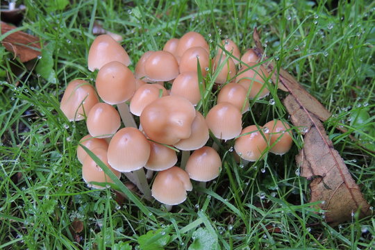 Семья сенних грибов в лесу  на фоне  зелёной травы 