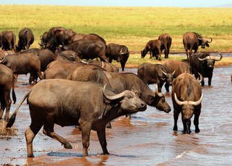 Large herd of Cape Buffalo taking a drink from Lake Kariba