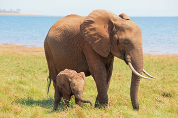 Naklejka na ściany i meble Baby Elephant Calf standing close to Mum on the lush grass in Matusadona, Lake Kariba