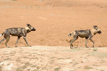 Two African Wild dogs walking on the dry plains in Erindi, Namibia