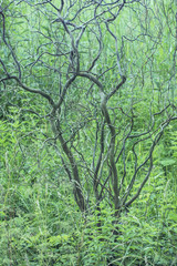 green summer thicket
