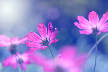 Bright and delicate flowers cosmos. Purple flowers with tinting, floral background.