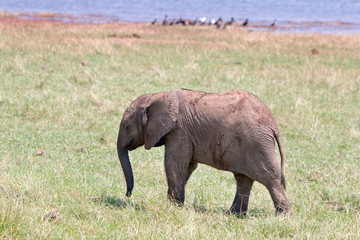 Naklejka na ściany i meble Cute Young elephant standing on the lush plains in Matusadona , zimbabwe