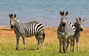 Dazzle of zebras looking at camera with Lake Kariba in the background