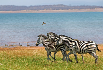 Fototapeta na wymiar Herd of zebra on the shoreline of Lake Kariba, Zimbabwe