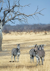 Obraz premium burchells zebra on the open plains in Matusadona , Zimbabwe