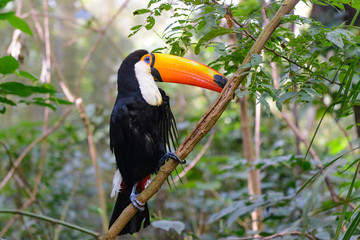 Colorful toucan in the aviary
