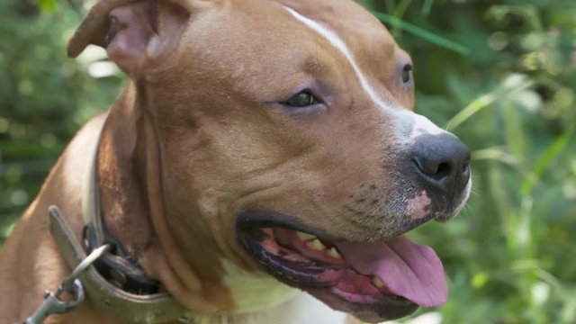 American staffordshire terrier pitbull dog stretching a smile on his face closeup. Young pit bull dog white and brown color sitting on a summer grassy lawn. Amstaff smiling looking at the camera.