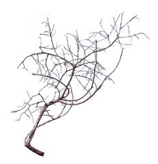Fototapeta premium dry branch