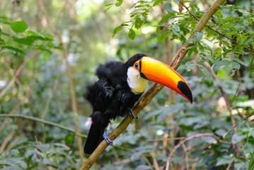 Colorful toucan in the aviary