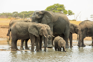 Family of elephants and a baby standing at a waterhole in Hwange, Zimbabwe